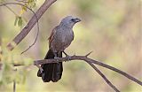 Apostlebirdborder=